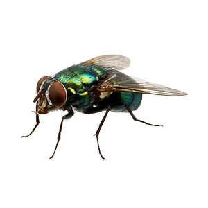 flies