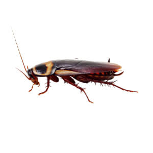 roach