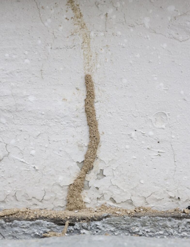Termite mud tube extending up a white exterior wall