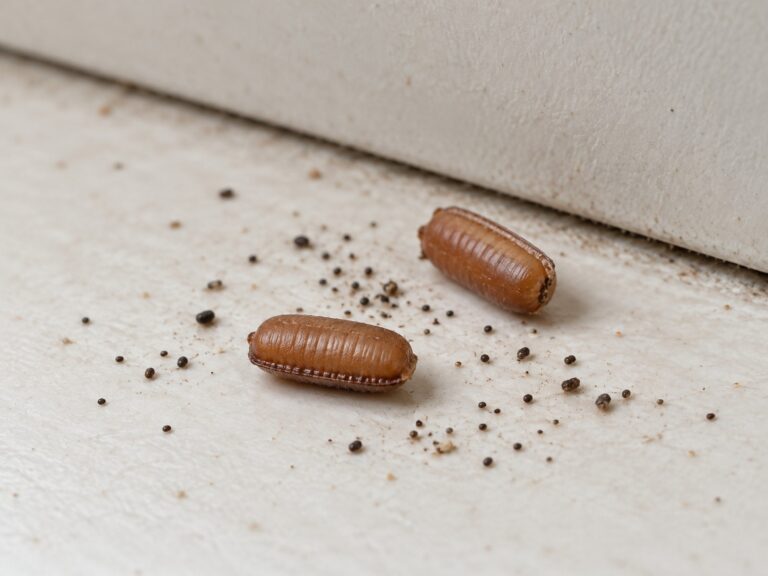 Illustration of German cockroach droppings and brown egg cases