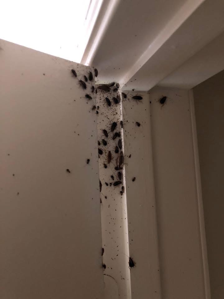 Cockroaches clustered along the upper corner of a door frame