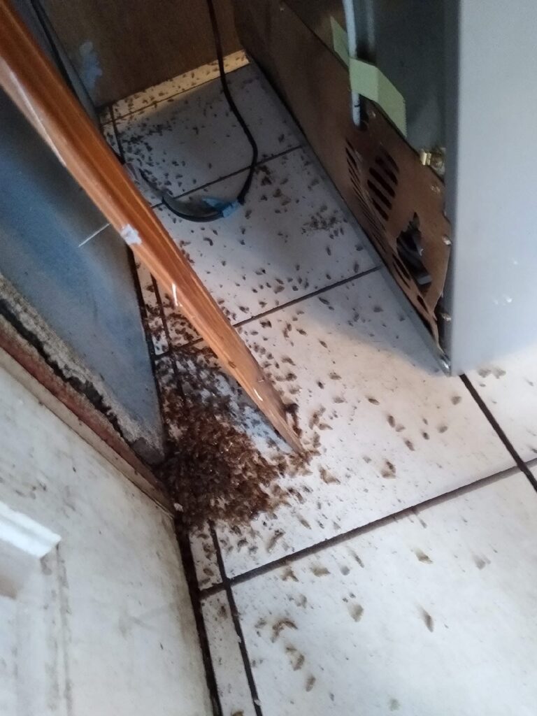 Cockroaches and debris on a tiled floor beside an appliance