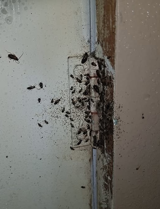 Cockroaches and dark droppings around a door hinge