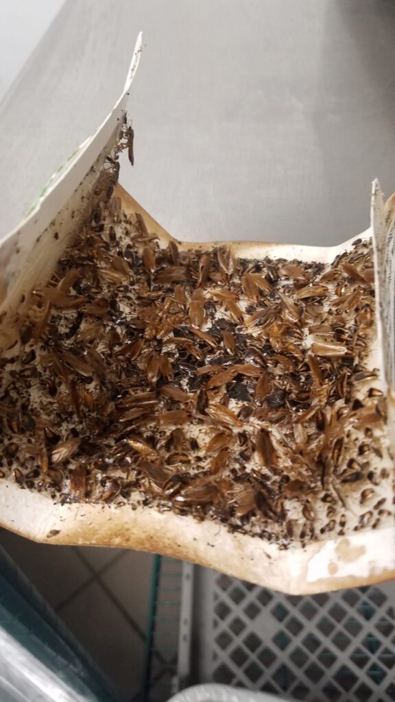 Glue trap containing numerous cockroaches collected during monitoring