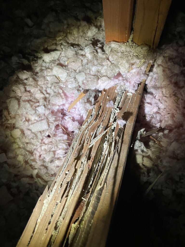 Termite-damaged wood framing beside attic insulation
