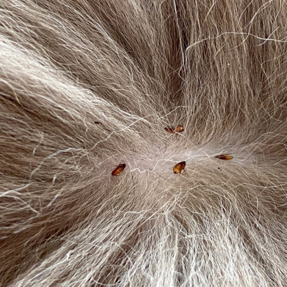 Fleas sucking on cat skin