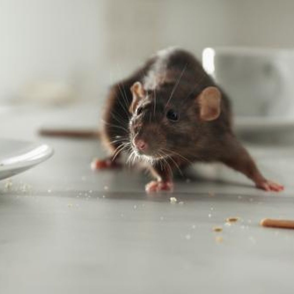 Restaurant-Rodent